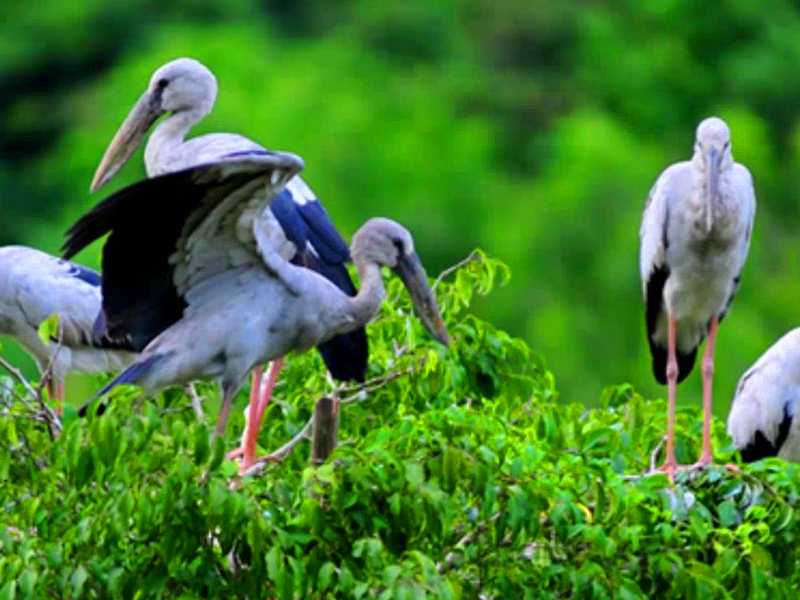 Hanoi - Hoa Lu - Tam Coc Grottoes - Mua Cave - Thung Nham Bird Garden - Ninh Binh Tours 2 Days 1 Night